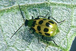 Spotted Cucumber Beetle